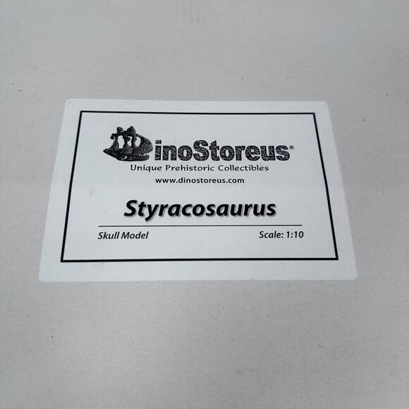 DinoStoreus Styracosaurus Dinosaur Skull Model 1/10 Scale w/ Base Open Box New - Picture 5 of 6